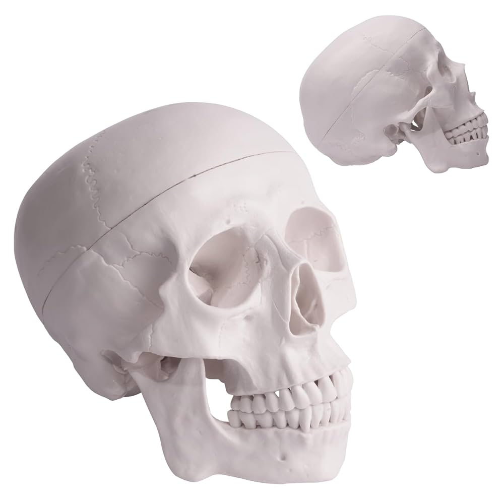 頭蓋骨模型と脳模型のセット　3B Scientific Amazon.co.jp: 頭蓋骨模型と脳模型のセット - 頭蓋，脳付，8分解